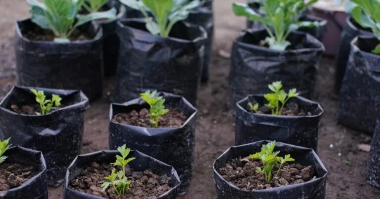 Sacchi per Coltivazione: Vantaggi e Svantaggi da Conoscere Prima di Usarli