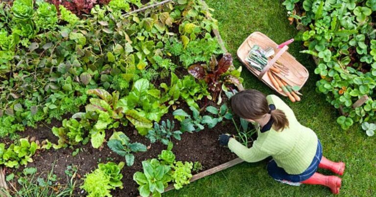 Guida Completa su Come Iniziare un Giardino di Verdure: Il Metodo Smart Start