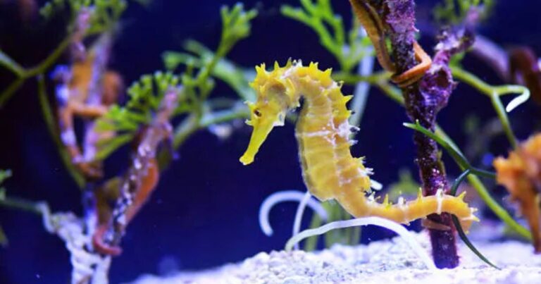 Cavalluccio marino: cos’è, dove vive e perché cambia colore