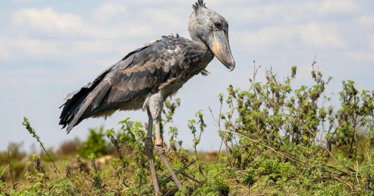 Gli uccelli più strani del mondo: 15 specie incredibili che sembrano uscite da un altro pianeta