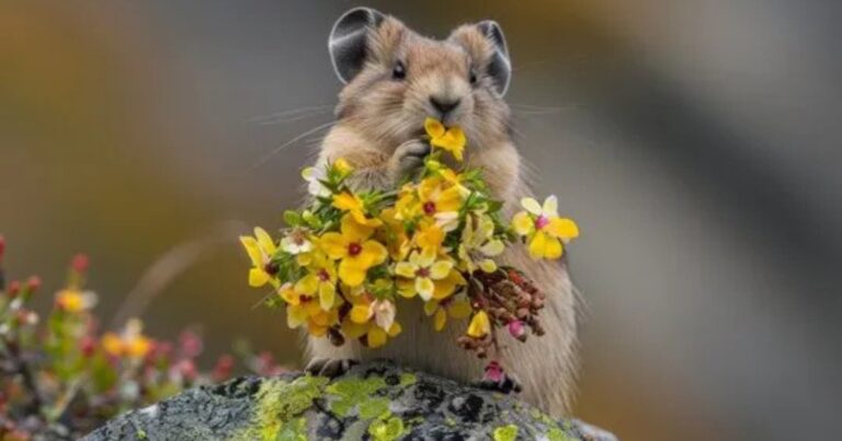 Pika e cambiamento climatico: perché questi piccoli animali sono un segnale importante per il futuro