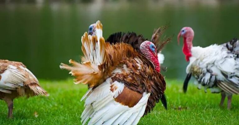 10 curiosità sul tacchino selvatico: caratteristiche sorprendenti di un’icona americana