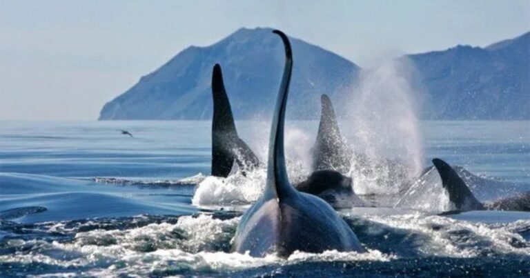 Balene vs delfini: differenze, caratteristiche e curiosità sui cetacei