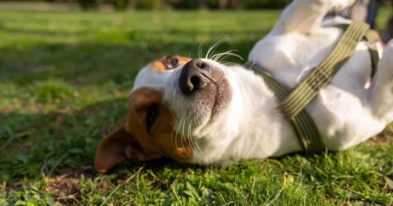 Linguaggio corporeo del cane: guida completa per capire i segnali