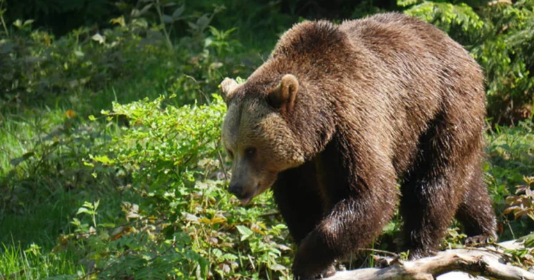 Riconoscere gli orsi: guida pratica per distinguere le principali specie