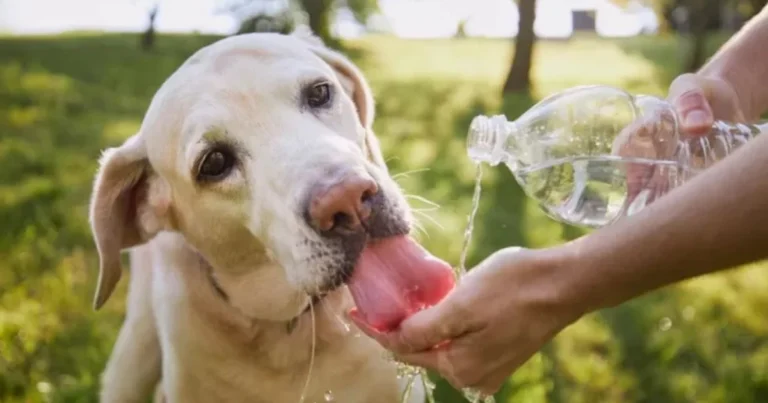 Come rinfrescare il cane in estate in modo sicuro ed efficace