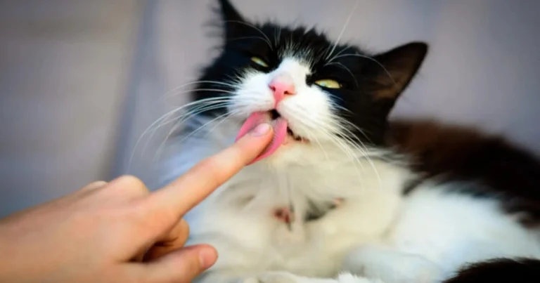 I segreti del gatto: comportamento, sensi e curiosità da conoscere