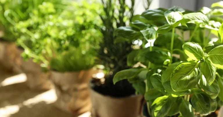 Piante che allontanano gli insetti: soluzioni naturali per proteggere casa e giardino