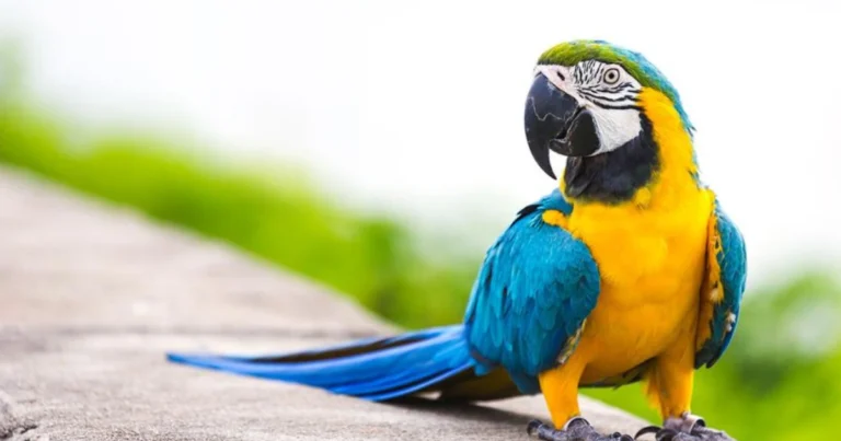 Uccelli da compagnia: confronto tra specie, esigenze e scelta consapevole