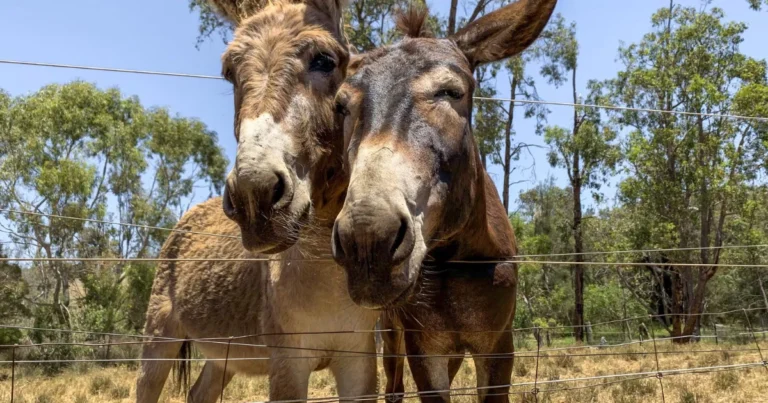 L’asino come guardiano del gregge: un alleato resistente e sorprendente