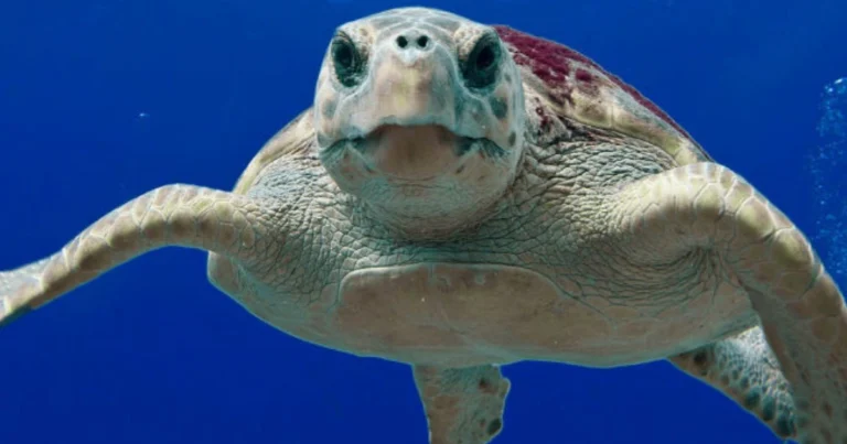 Tecnica della tartaruga per calmarsi: guida pratica per gestire le emozioni