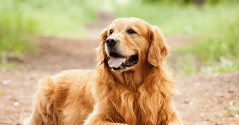 Età del cane in anni umani: come interpretarla correttamente