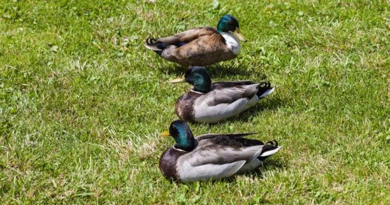 Razze di anatre da conoscere: guida completa per scegliere quella giusta
