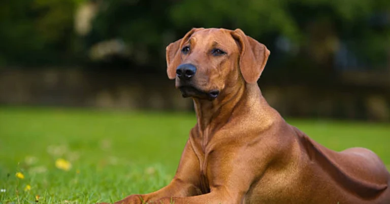 Linguaggio del corpo del cane: guida pratica per comprendere i segnali