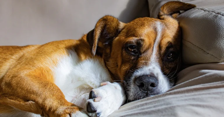 Cicli di vita del cane: come prendersi cura del proprio amico in ogni fase