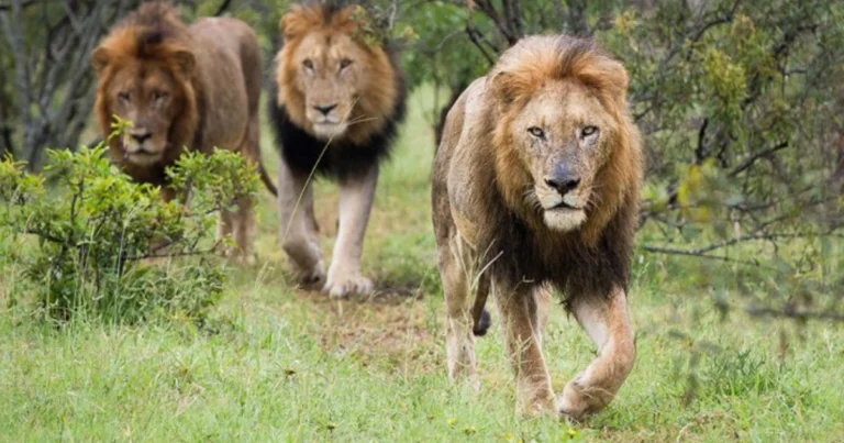 Nomi collettivi degli animali: guida completa per comprenderli e usarli correttamente