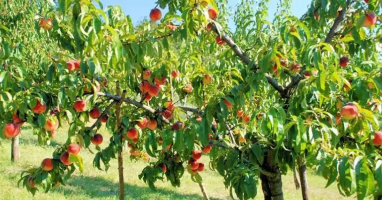 Alberi da frutto tropicali: come ottenere una produzione quasi continua