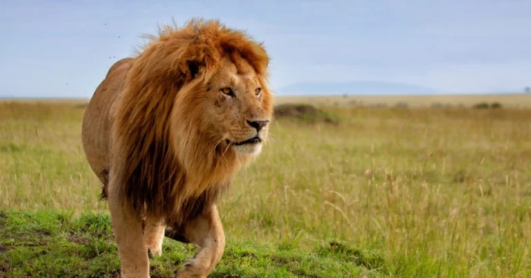 Leoni estinti: storia, cause e curiosità sulle specie scomparse