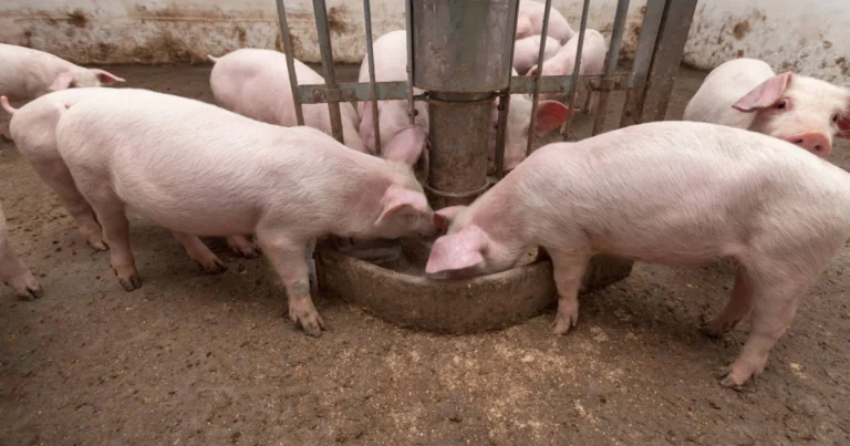 Cosa può fare un maiale: ruolo, capacità e importanza nell’agricoltura