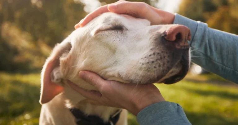 Dove accarezzare il cane: guida completa per creare fiducia e benessere