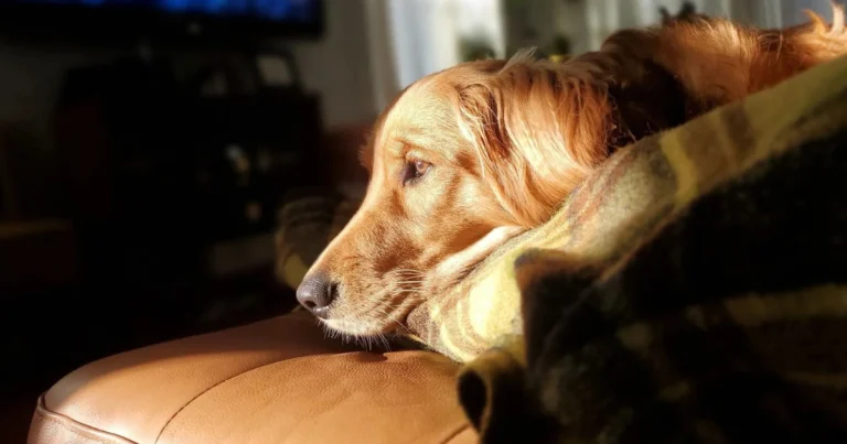 Come rinfrescare il cane in estate: guida pratica per proteggerlo dal caldo