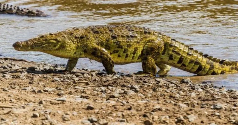 Confronto tra coccodrilli moderni e antichi: dimensioni, evoluzione e differenze