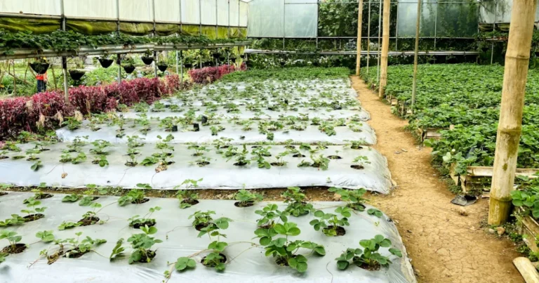 Ortaggi che crescono bene all’ombra: guida completa per coltivare con poca luce