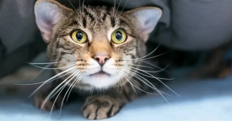 Linguaggio del gatto: come interpretare i segnali del tuo felino