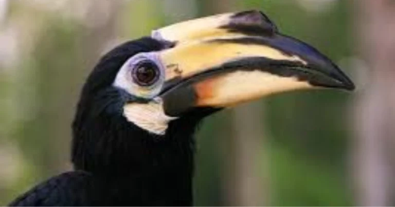 Uccelli intelligenti: specie sorprendenti e come favorirne la presenza