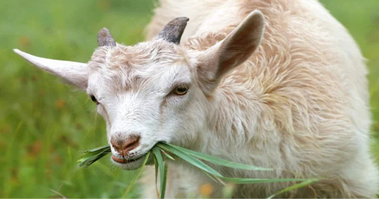 Benefici della capra in giardino: guida completa per una gestione naturale ed efficace