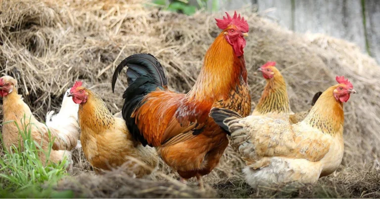 Razze di galline tranquille e poco rumorose: guida completa per un allevamento sereno