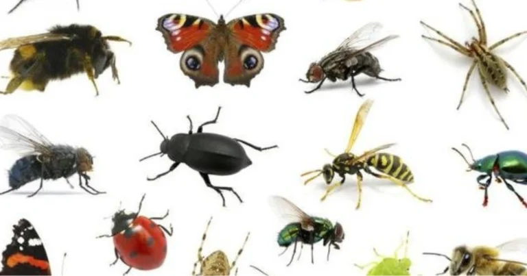 Classificazione degli insetti: guida completa per riconoscerli
