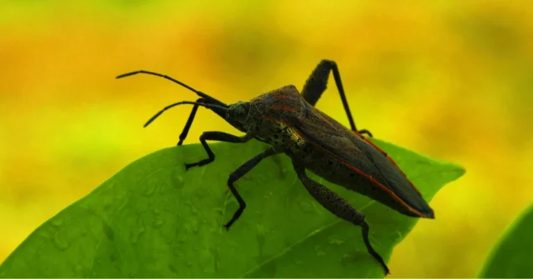 Insetti utili in giardino: guida pratica per riconoscerli e proteggerli