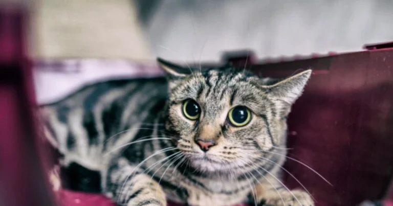 Comportamento del gatto domestico: abitudini curiose e significato reale