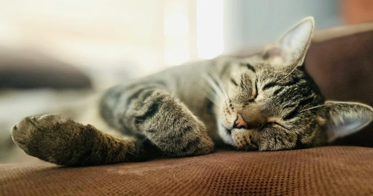 Comportamento del gatto: come interpretare i segnali e capire davvero il tuo felino