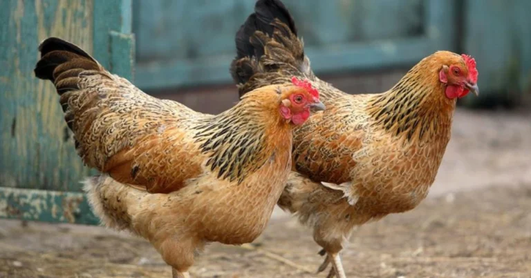 Comportamento delle galline: curiosità sorprendenti e capacità spesso sottovalutate