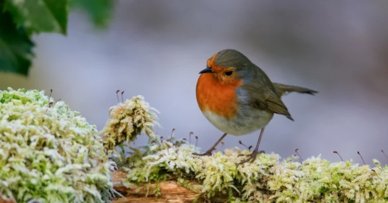 Uccelli utili in giardino: alleati naturali per un ecosistema sano