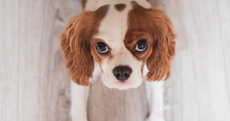 Piccole razze di cani: guida completa per scegliere il compagno ideale