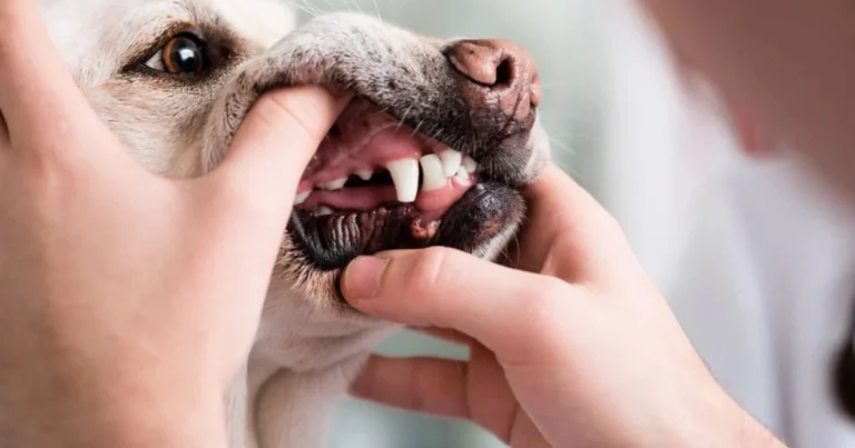 Dentizione del cucciolo: fasi di crescita e consigli per una corretta cura