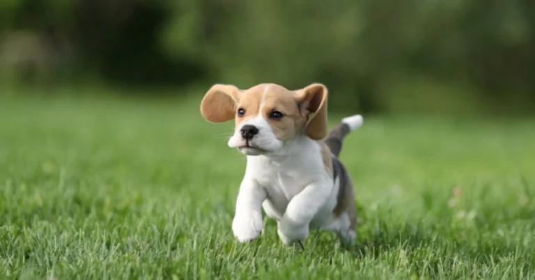 Età del cane in anni umani: guida completa per comprenderla davvero