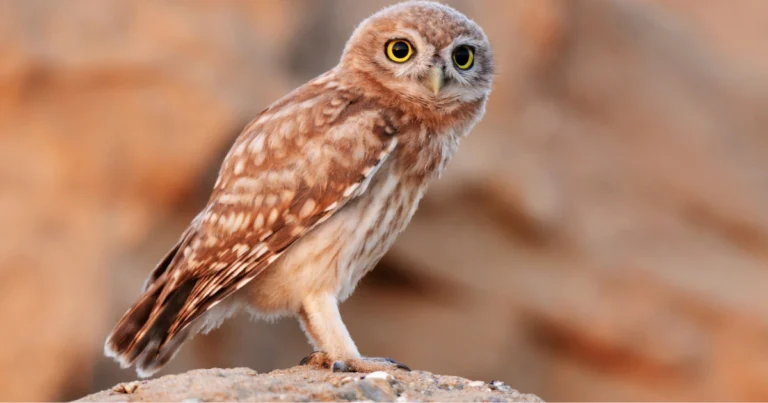 La civetta in giardino: un alleato naturale per l’equilibrio dell’ecosistema