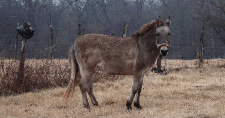 Incroci tra equidi: guida completa per capire mule, bardotti e riproduzione