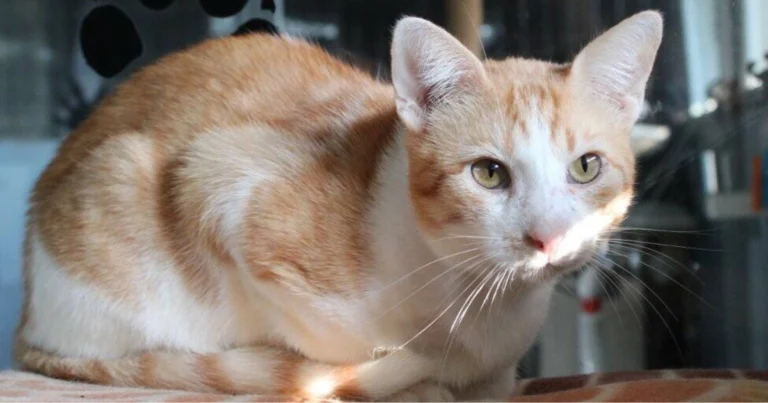 I “mestieri” del gatto in casa: comportamenti curiosi e significato reale