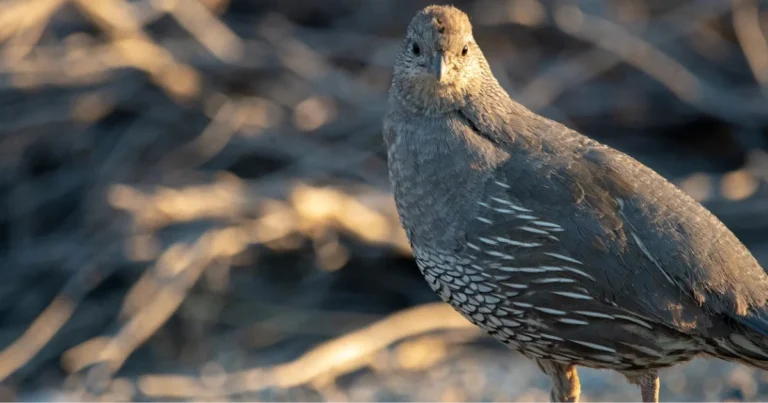 Allevare quaglie domestiche: guida completa per iniziare in poco spazio