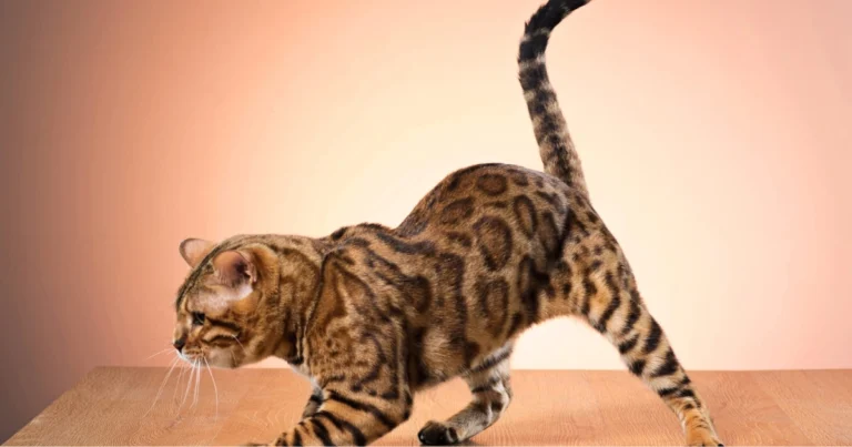 Linguaggio della coda del gatto: come interpretare i segnali felini