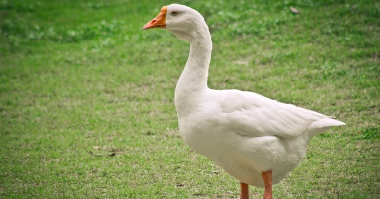 Perché le oche sono ottime guardiane naturali
