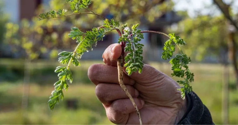 Erbacce come indicatori del suolo: capire il terreno osservando le piante spontanee