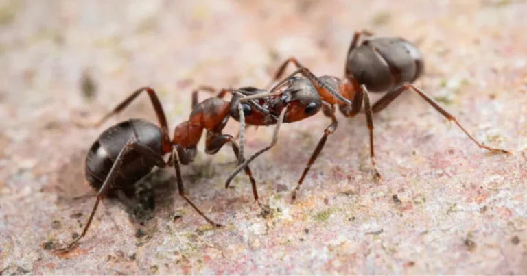 Diversità delle formiche: caratteristiche, adattamenti e ruolo negli ecosistemi