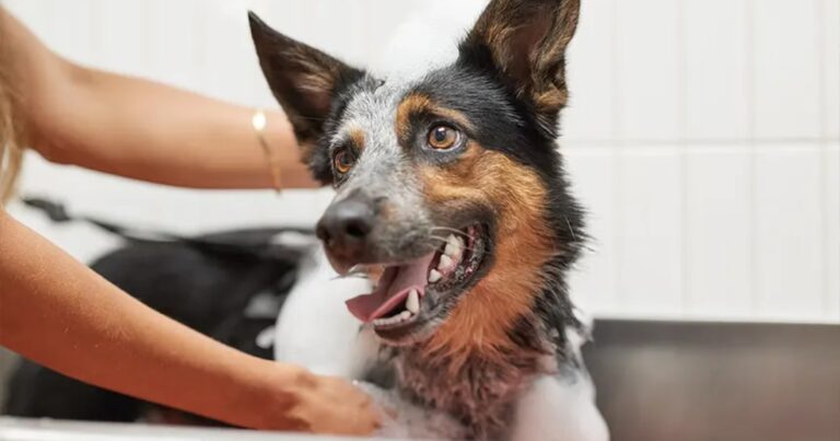 Come Fare il Bagno al Cane in Casa: Guida Completa per un Bagno Sicuro e Senza Stress