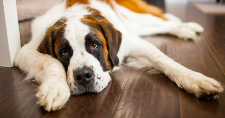 Cani che Abbaiano Poco: Le Razze Più Tranquille per una Casa Serena